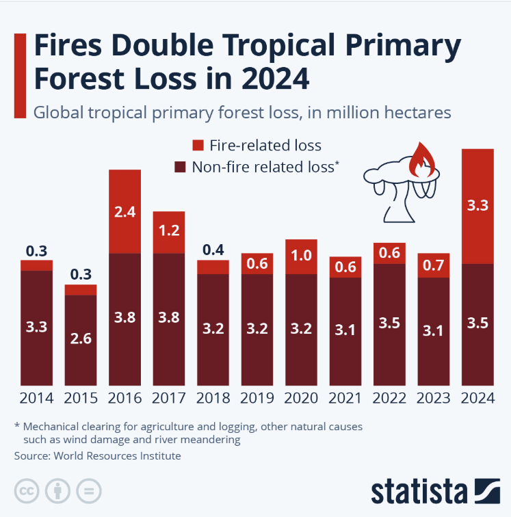 Bar chart: fires double tropical primary forest loss in 2024.