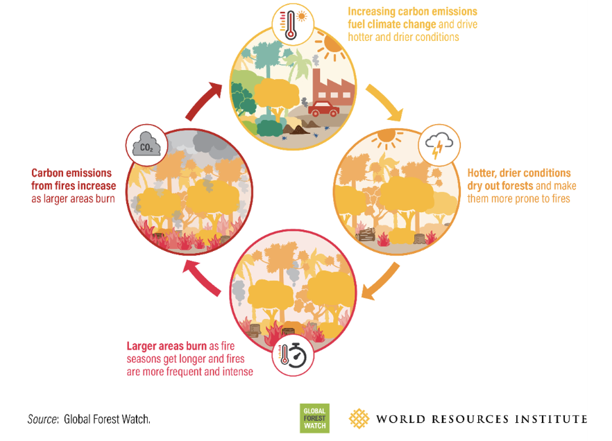 Diagram of the positive feedback loop linking forest fires to climate change.